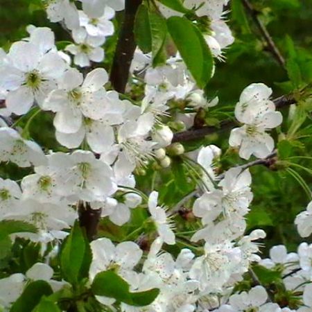 Albul imaculat al visinului